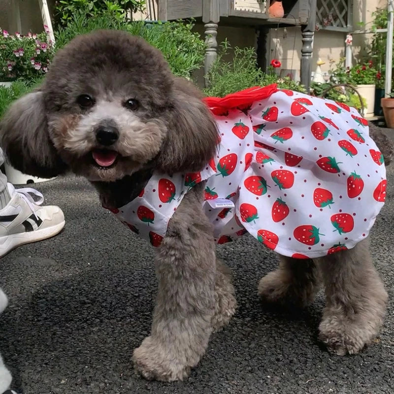 Dog Dress